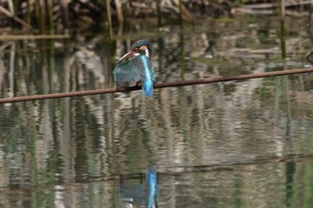 Common Kingfisher Maioka Park Sun, 4/14/2024