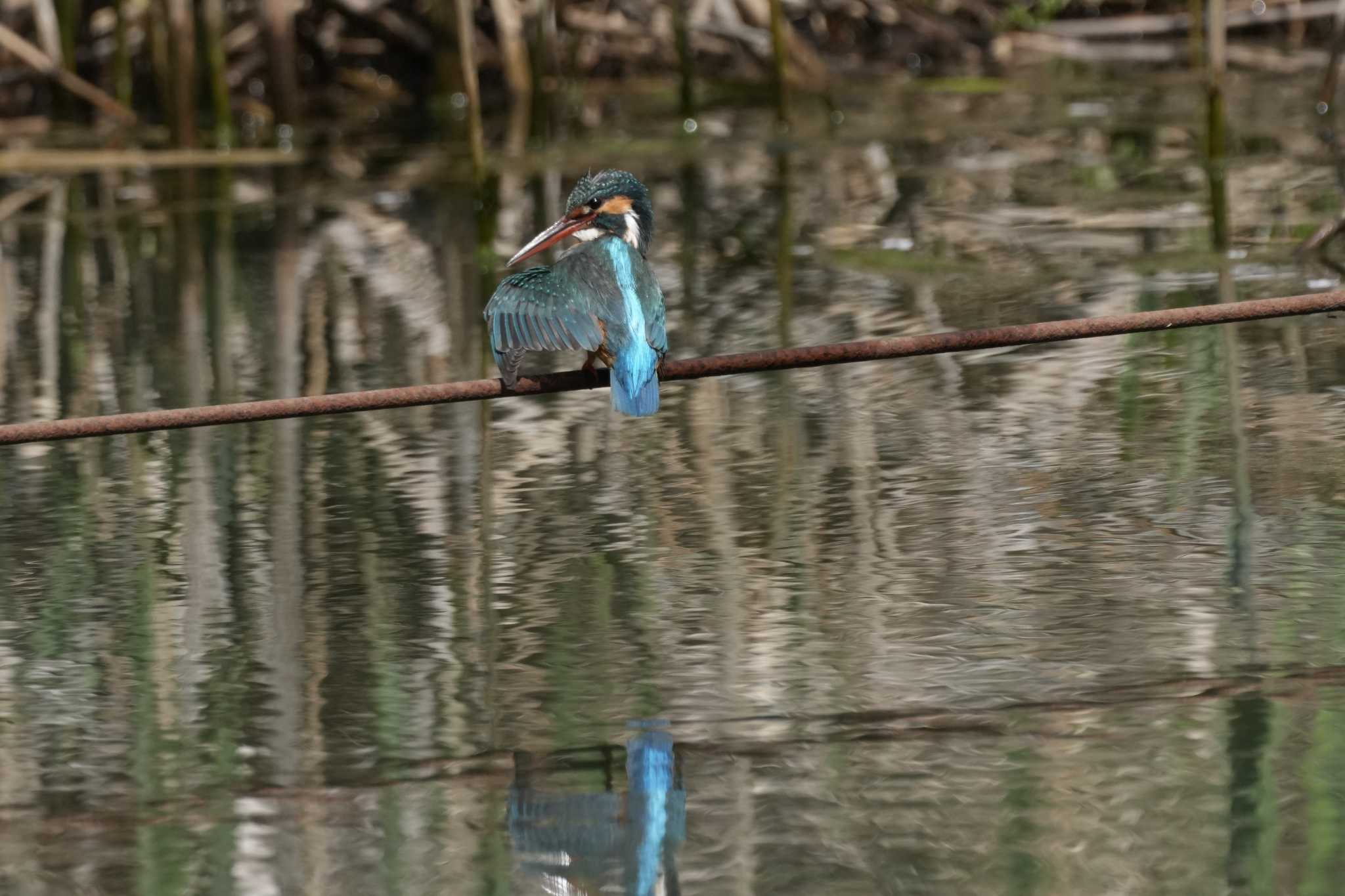 Photo of Common Kingfisher at Maioka Park by oyoguneko