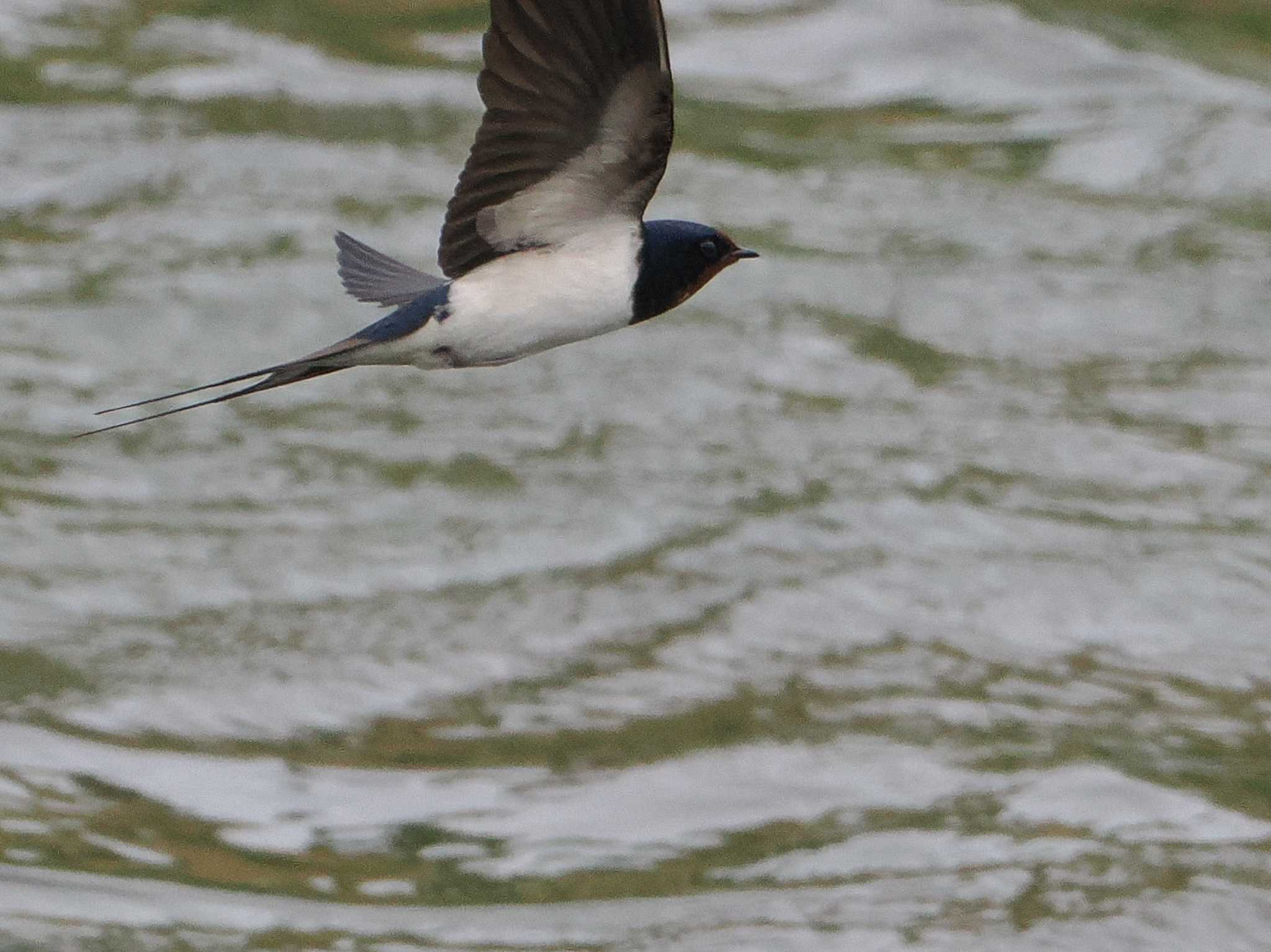 Barn Swallow