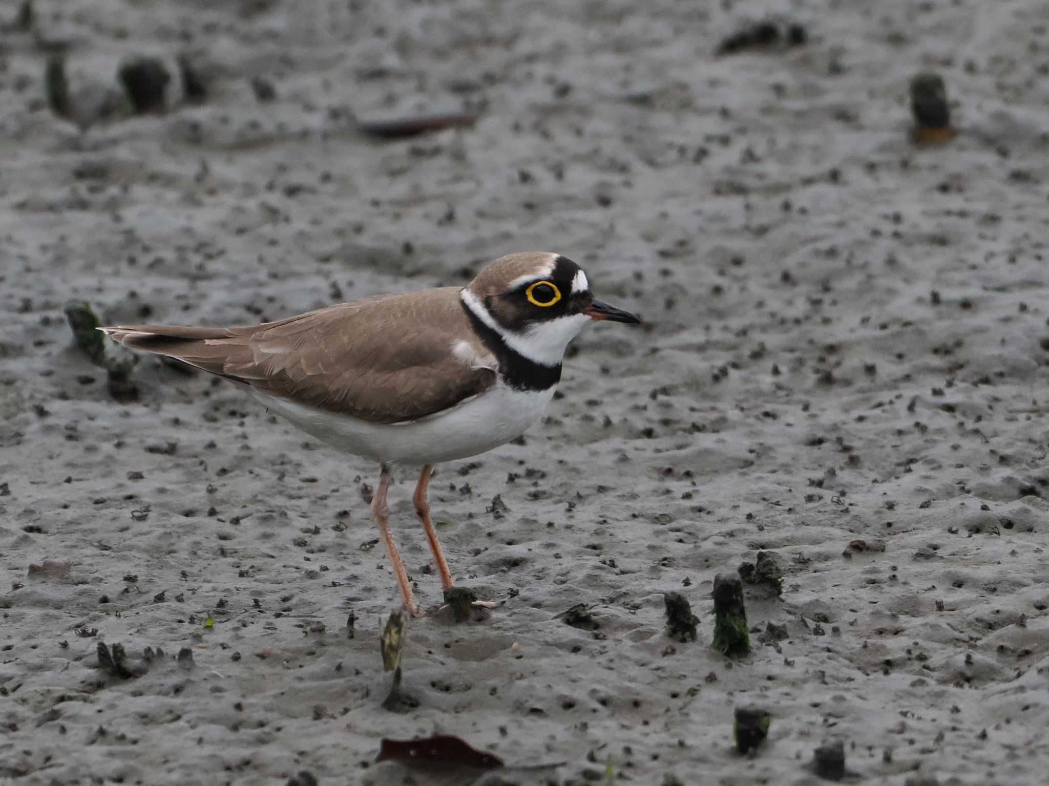 Little Ringed Plover