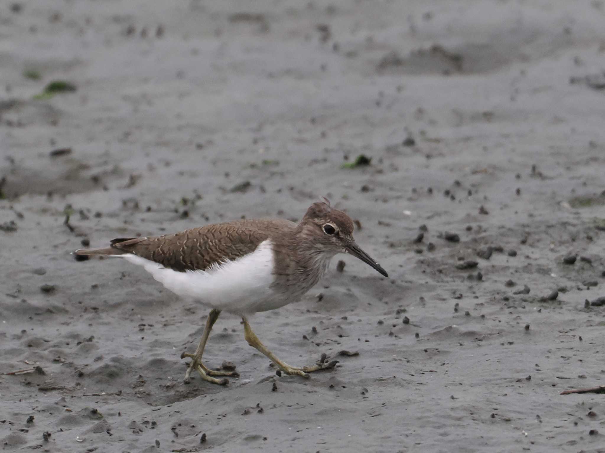 Common Sandpiper