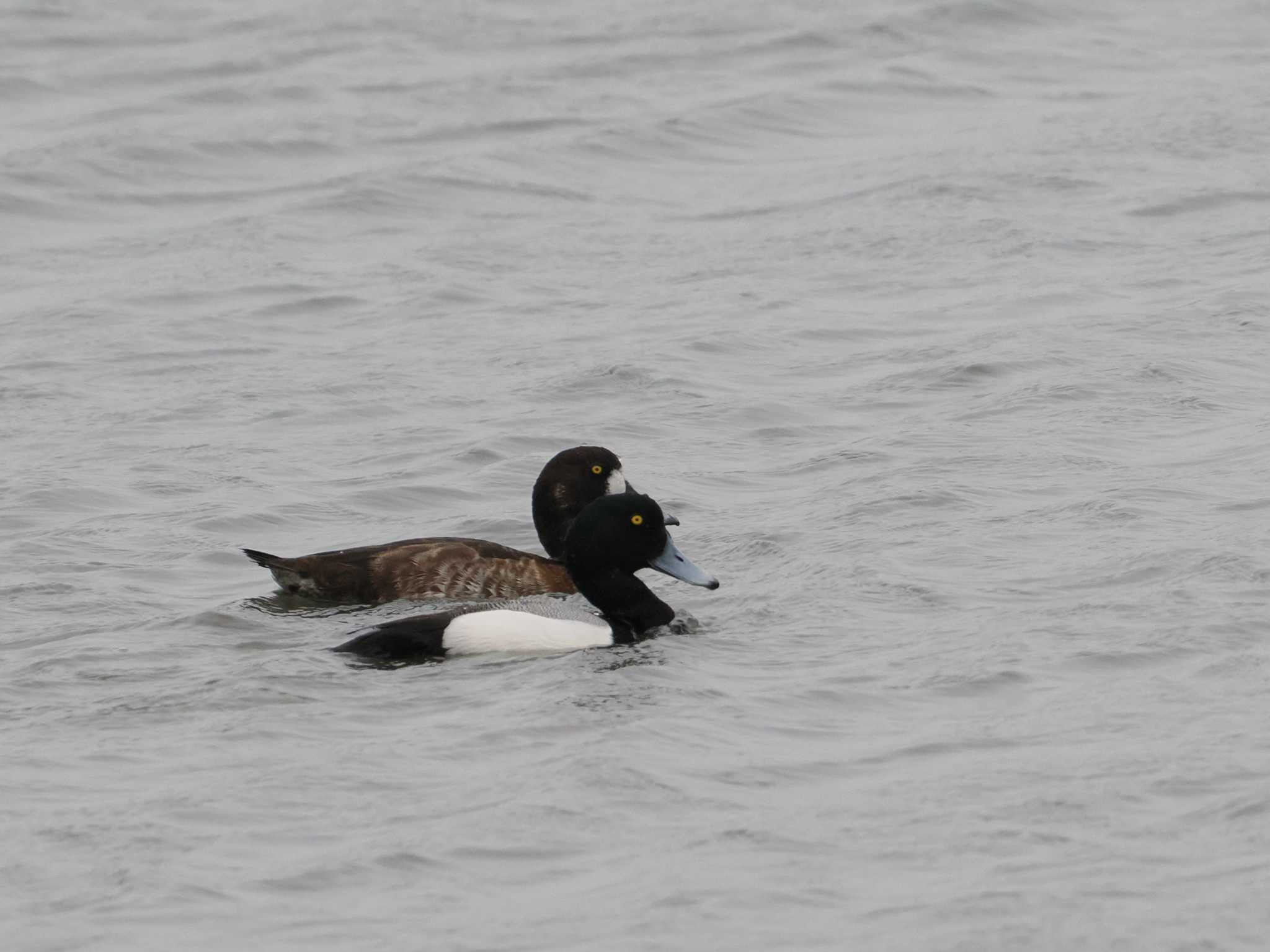 Photo of Greater Scaup at Tokyo Port Wild Bird Park by sario