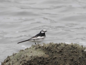 White Wagtail Tokyo Port Wild Bird Park Mon, 4/29/2024