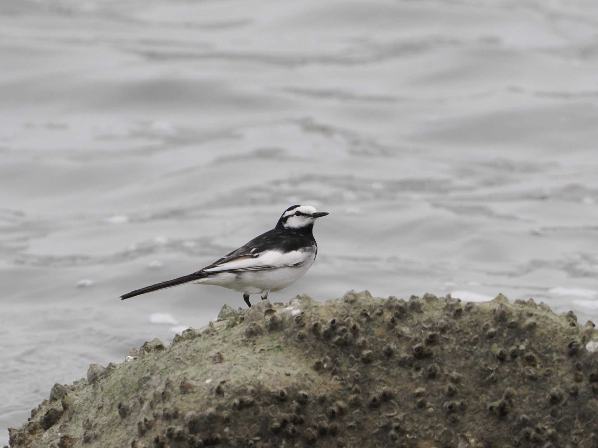 Photo of White Wagtail at Tokyo Port Wild Bird Park by sario