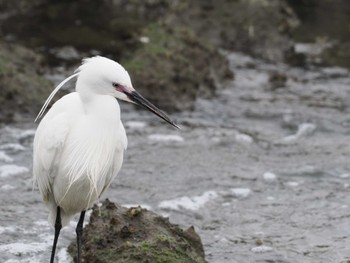 コサギ 東京港野鳥公園 2024年4月29日(月)