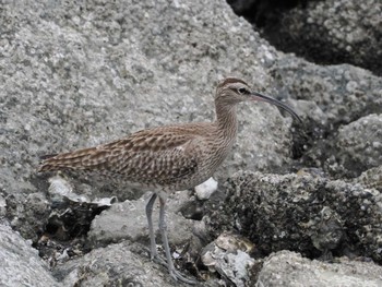 Eurasian Whimbrel Tokyo Port Wild Bird Park Mon, 4/29/2024