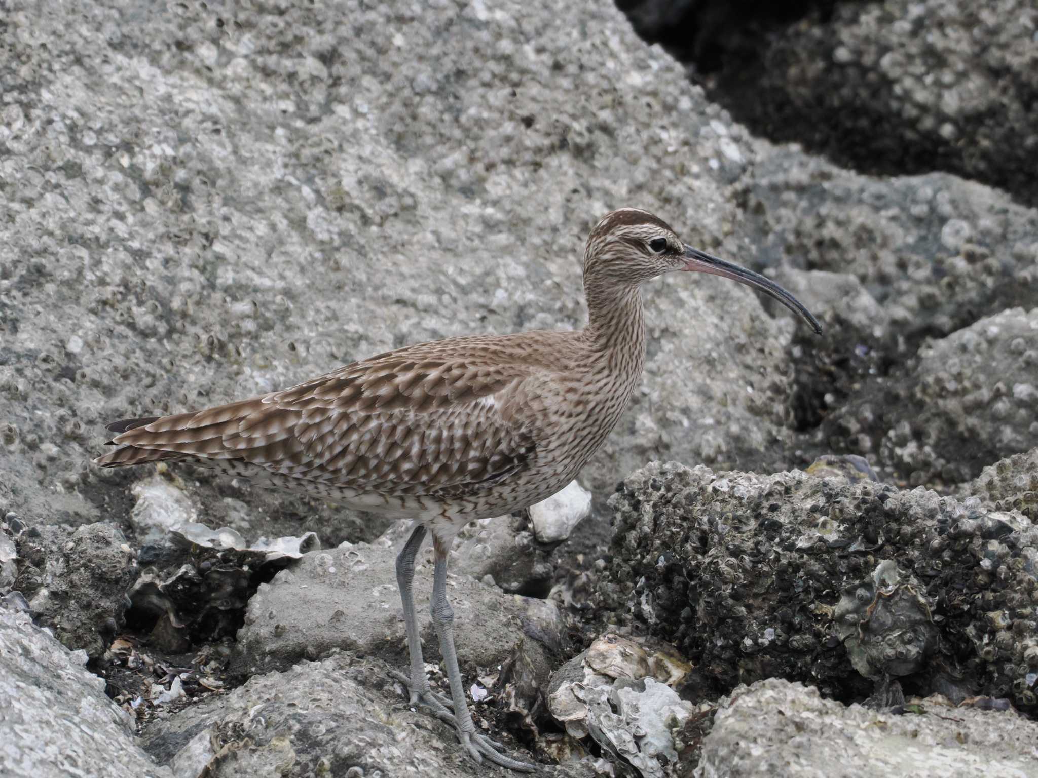 Photo of Eurasian Whimbrel at Tokyo Port Wild Bird Park by sario