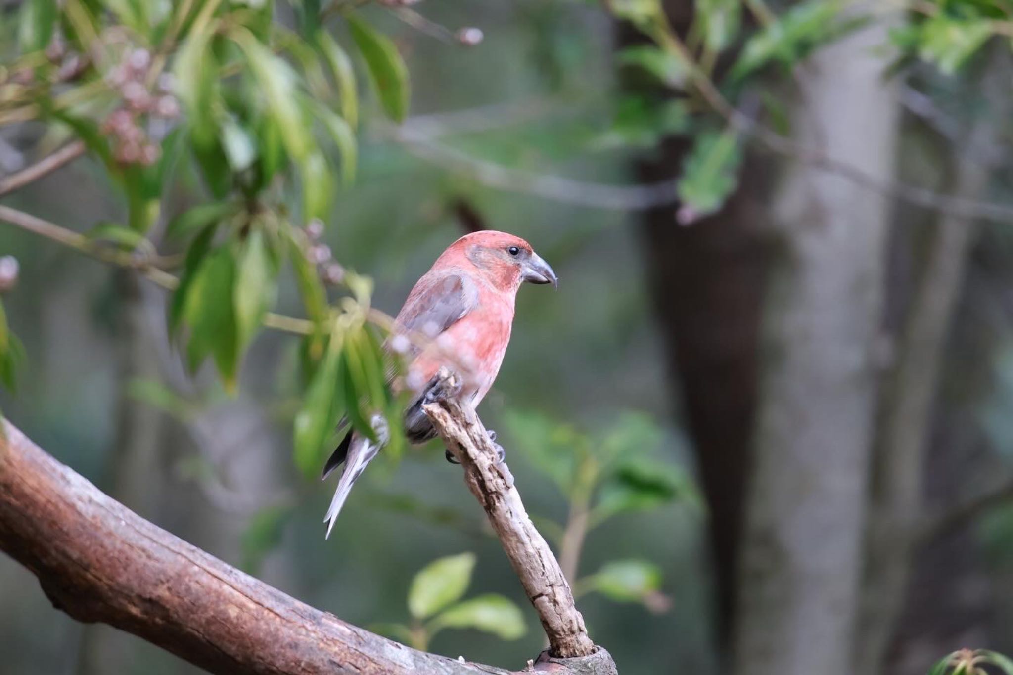 Photo of Red Crossbill at 西湖野鳥の森公園 by megu