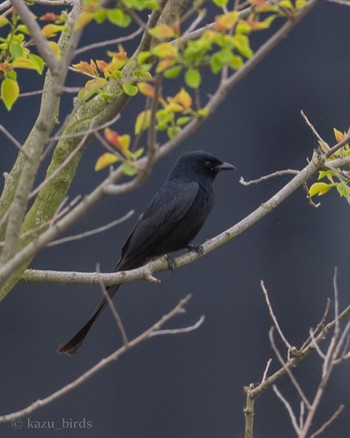 Black Drongo 福岡 Fri, 4/26/2024