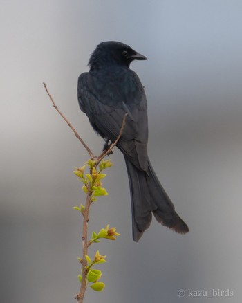 Black Drongo 福岡 Fri, 4/26/2024