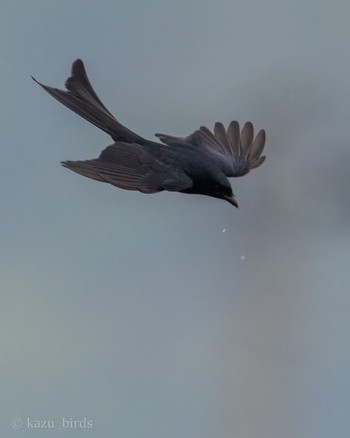 Black Drongo 福岡 Fri, 4/26/2024