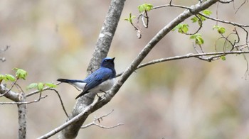 Blue-and-white Flycatcher 長野県南佐久 Mon, 4/29/2024