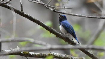 Blue-and-white Flycatcher 長野県南佐久 Mon, 4/29/2024