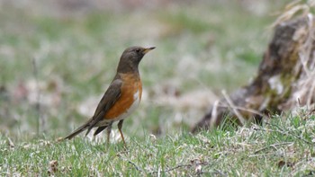 Brown-headed Thrush 長野県南佐久 Mon, 4/29/2024