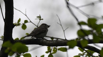 Asian Brown Flycatcher 長野県南佐久 Mon, 4/29/2024