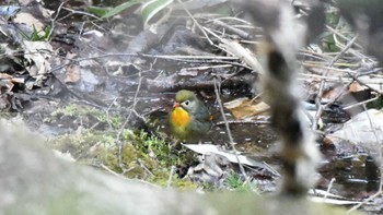 Red-billed Leiothrix 長野県南佐久 Mon, 4/29/2024