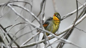 Red-billed Leiothrix 長野県南佐久 Mon, 4/29/2024