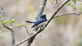 Blue-and-white Flycatcher 長野県南佐久 Mon, 4/29/2024