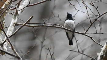 Blue-and-white Flycatcher 長野県南佐久 Mon, 4/29/2024