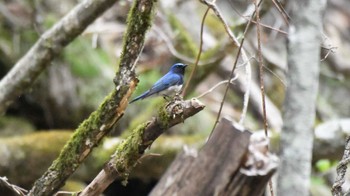 Blue-and-white Flycatcher 長野県南佐久 Mon, 4/29/2024