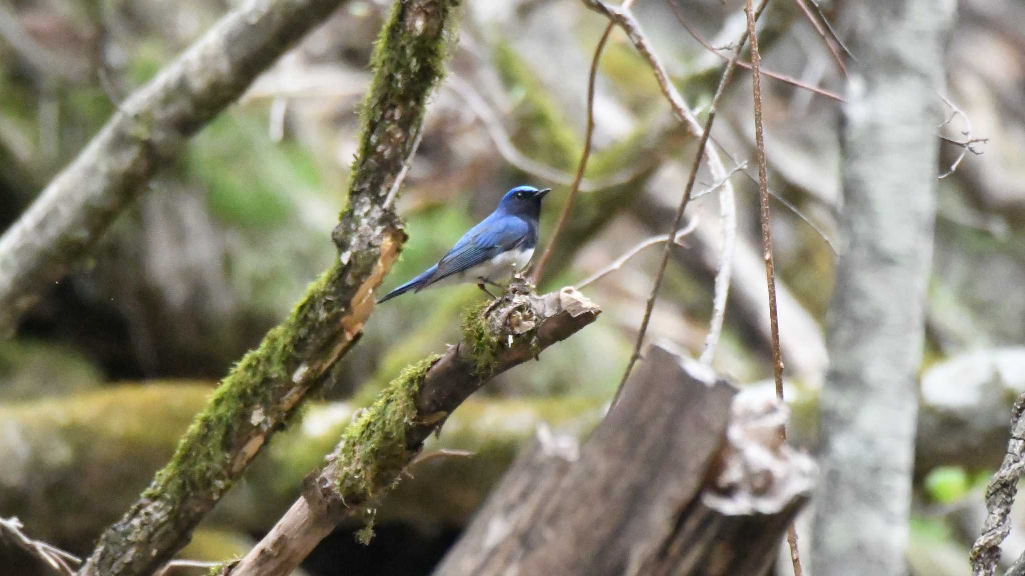 Photo of Blue-and-white Flycatcher at 長野県南佐久 by ao1000