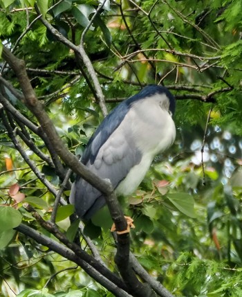 2024年4月29日(月) 都立浮間公園の野鳥観察記録