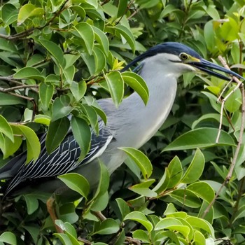 Striated Heron Ukima Park Mon, 4/29/2024