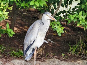 Grey Heron Ukima Park Mon, 4/29/2024