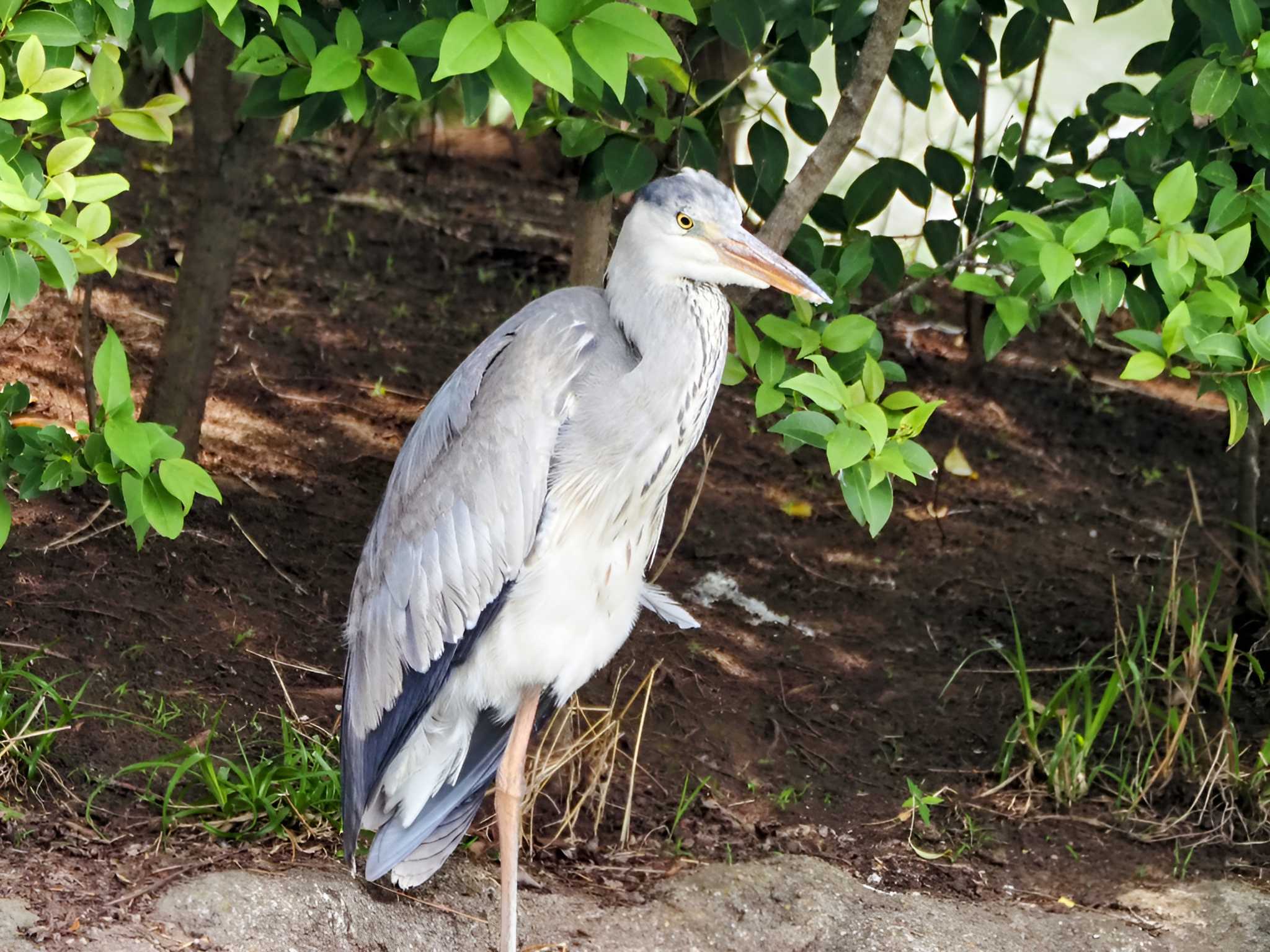 Photo of Grey Heron at Ukima Park by 鳥見に夢中❤️