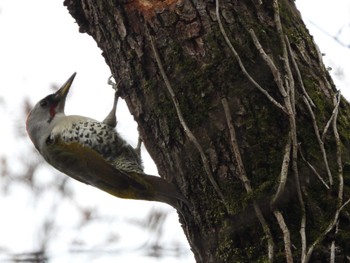 Japanese Green Woodpecker Akigase Park Sun, 3/24/2024