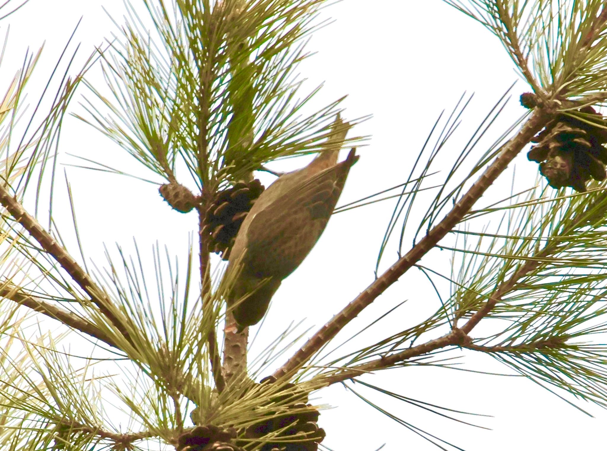 西湖野鳥の森公園 イスカの写真 by megu