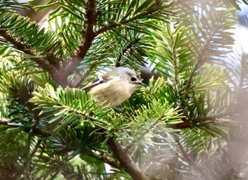 キクイタダキ 西湖野鳥の森公園 2024年3月17日(日)