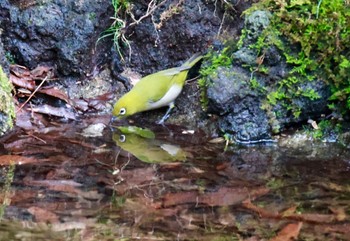 メジロ 西湖野鳥の森公園 2024年3月17日(日)