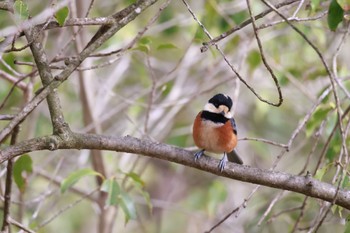 Varied Tit 西湖野鳥の森公園 Sun, 3/17/2024