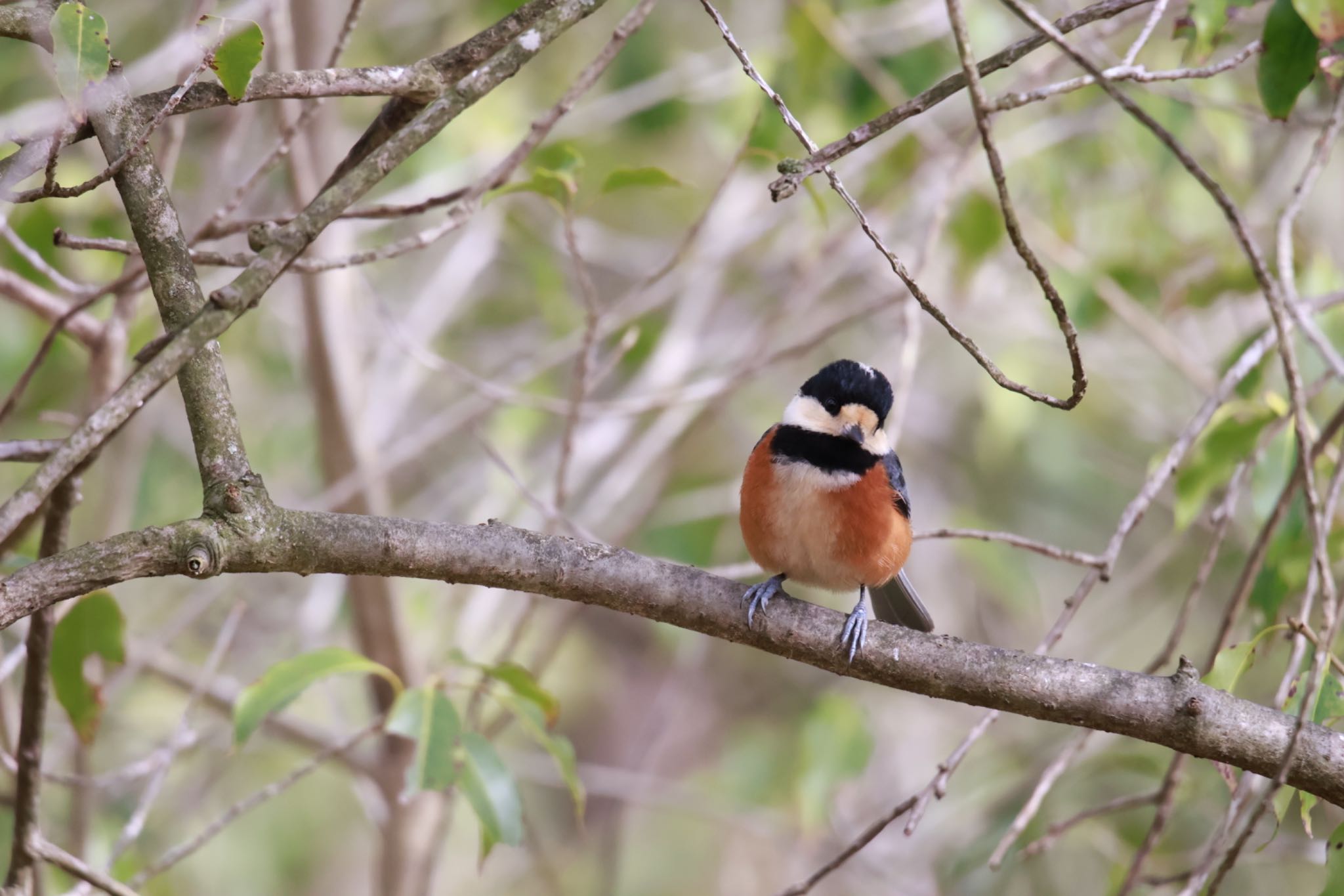 Photo of Varied Tit at 西湖野鳥の森公園 by megu