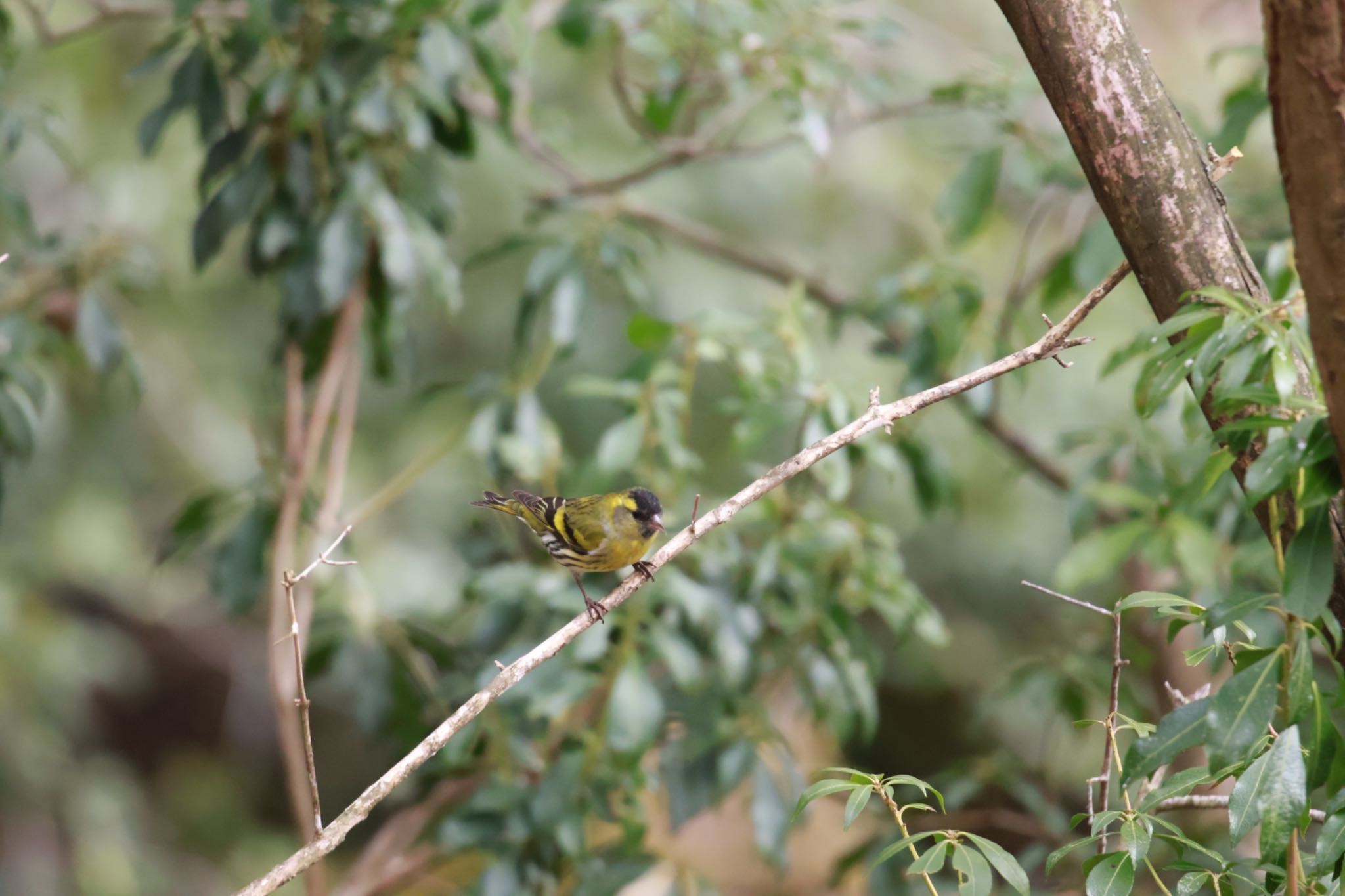 Photo of Eurasian Siskin at 西湖野鳥の森公園 by megu