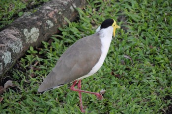 Masked Lapwing ケアンズ Sun, 4/17/2016