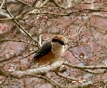 Bull-headed Shrike 甲府市 Thu, 3/28/2024