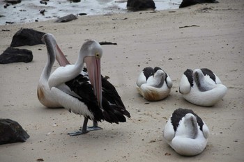 Australian Pelican ケアンズ Sun, 4/17/2016