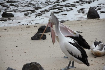 Australian Pelican ケアンズ Sun, 4/17/2016