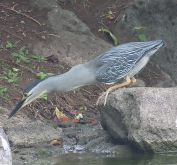 Striated Heron Ukima Park Mon, 4/29/2024