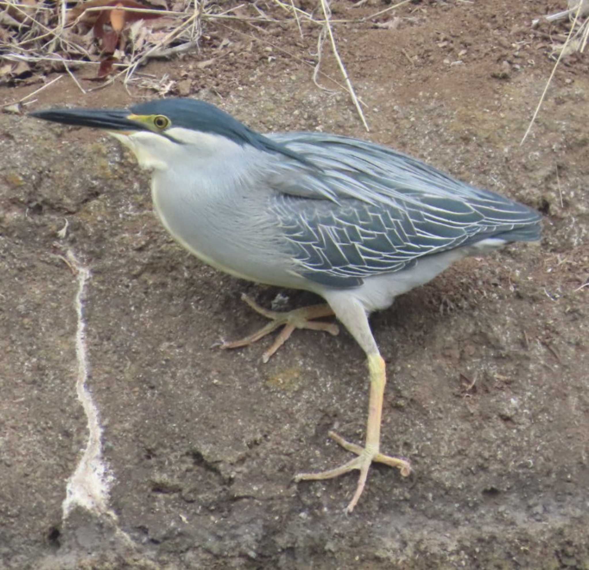 Photo of Striated Heron at Ukima Park by 生き物好きのY