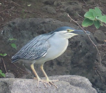 Striated Heron Ukima Park Mon, 4/29/2024