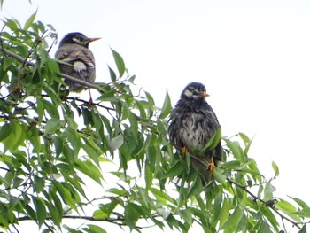 White-cheeked Starling Maioka Park Mon, 4/29/2024