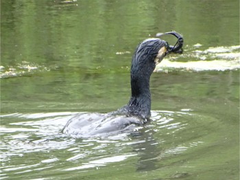 カワウ 舞岡公園 2024年4月29日(月)