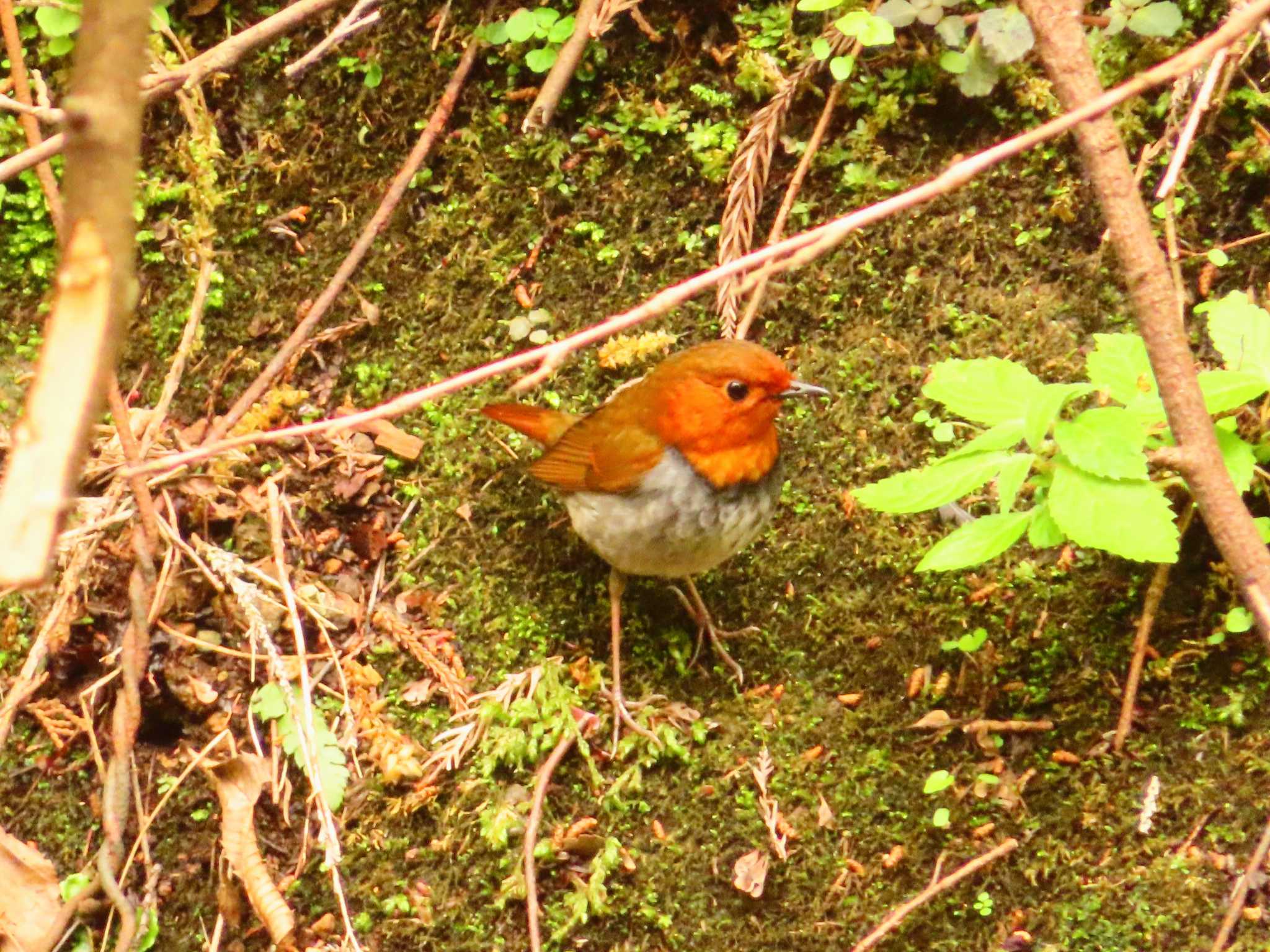 Japanese Robin