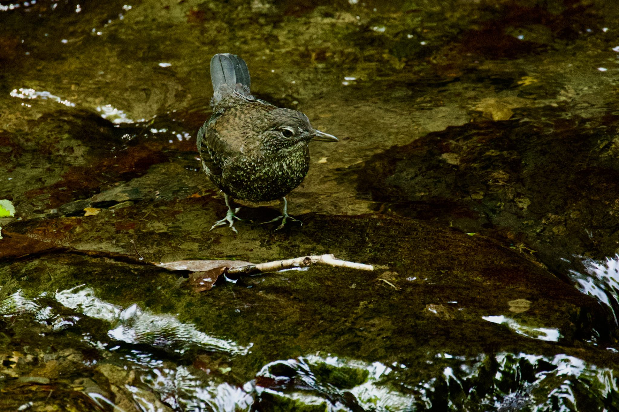 Photo of Brown Dipper at 養老公園 by トシさん