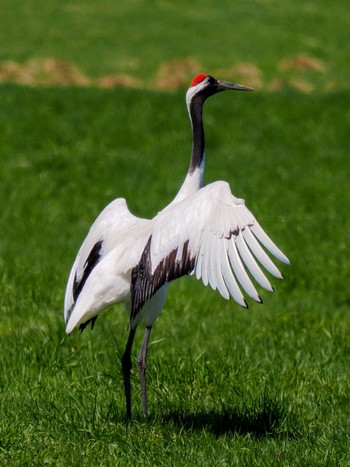 Red-crowned Crane 紋別市 Mon, 4/29/2024