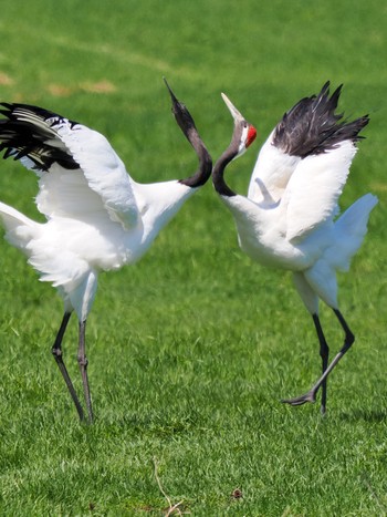 Red-crowned Crane 紋別市 Mon, 4/29/2024