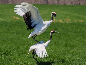 Red-crowned Crane 紋別市 Mon, 4/29/2024